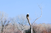 Bosque del Apache Photo